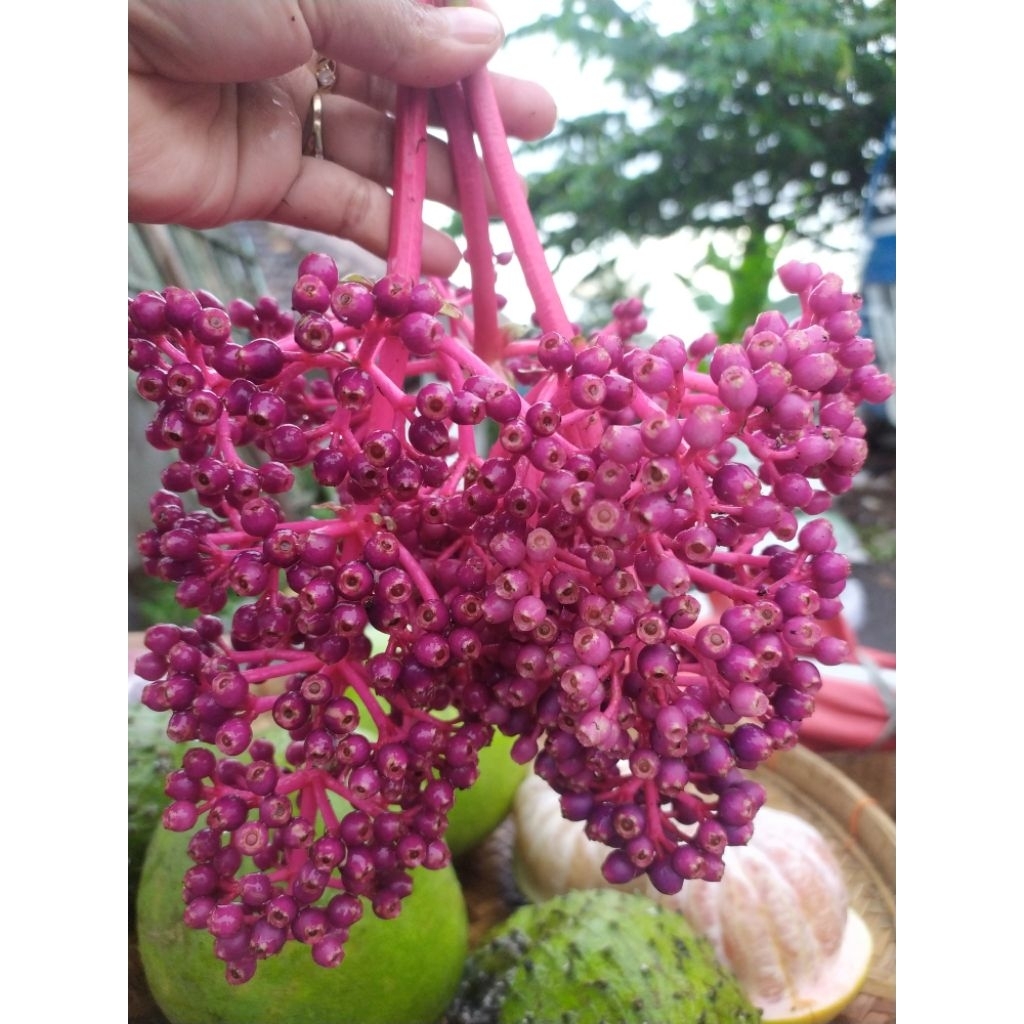 

parijoto 250gr asli gunung Muria bagus untuk promil maupun ibu hamil