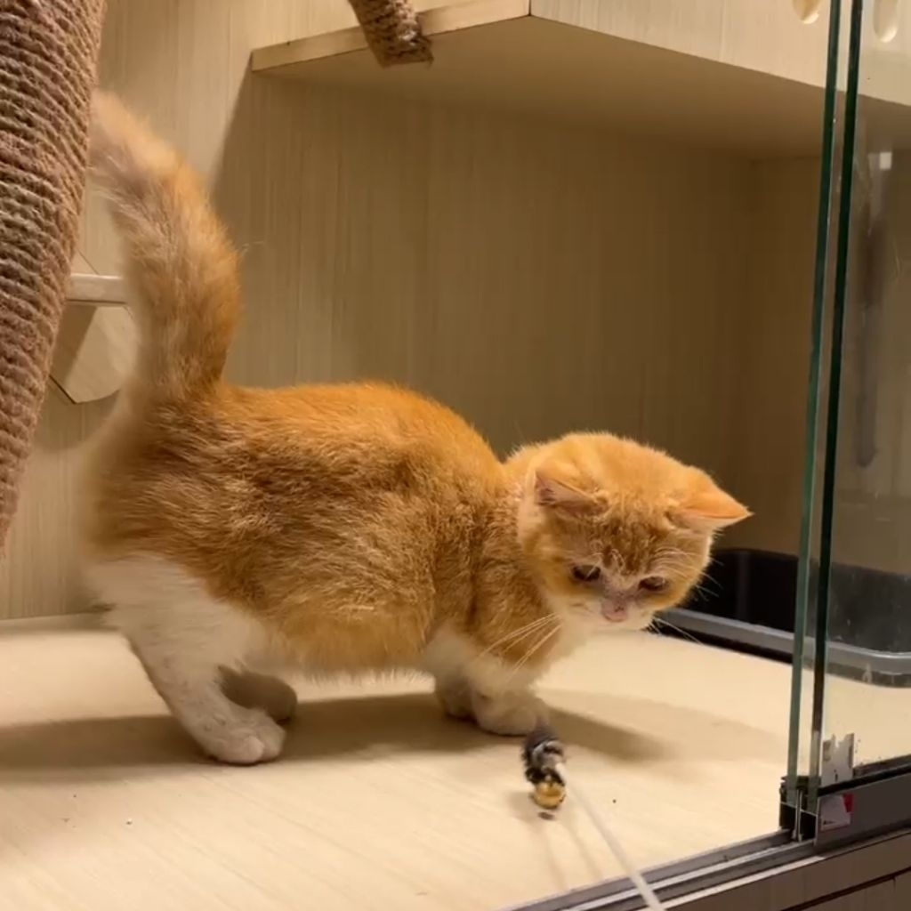 kucing bsh munchkin male/jantan bicolor red | kucing bsh munchkin lucu jantan