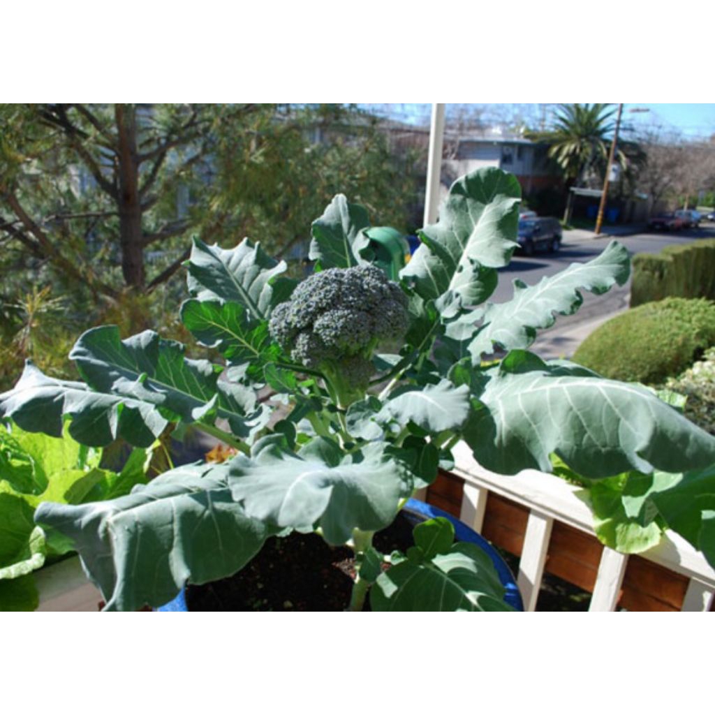 10 bibit brokoli siap tanam - bibit brokoli seribuan - bibit sayur siap tanam - bibit brokoli bejo