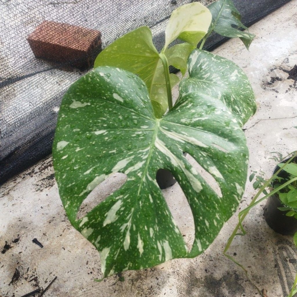 monstera monthai