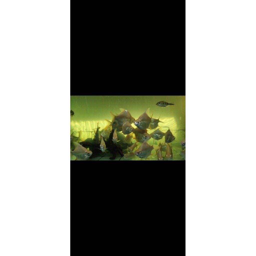 HIASAN AKUARIUM KAVIAT SB/ SHORT BODY KING ALBINO DAN GREEN