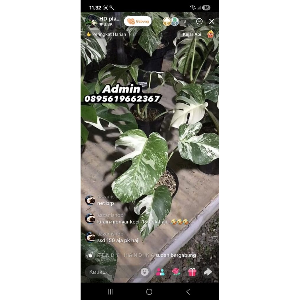 Monstera Albo Variegata