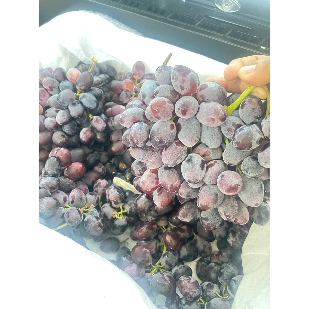 

PROMO anggur autumn sultan