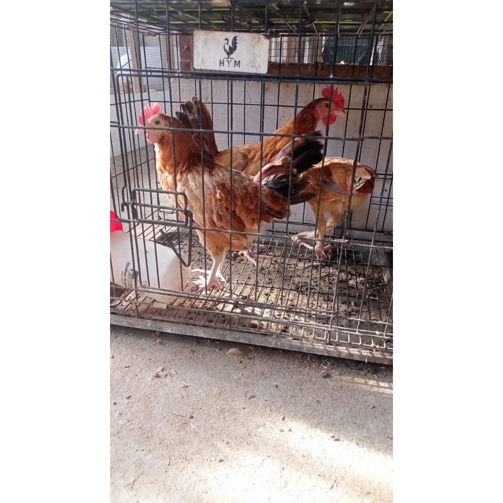 

Free Ongkir A.yam J.antan Elba