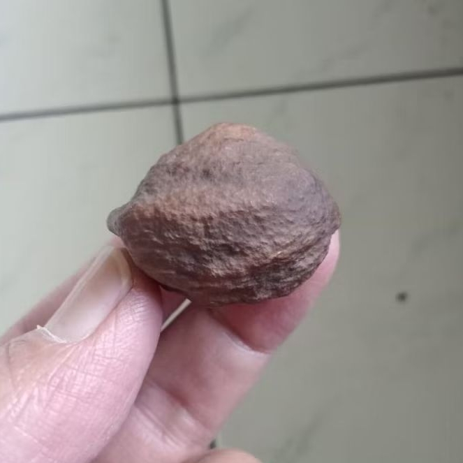 Kemiri Adu Muncang Adu Obral Anak MJ Hulbun Size Kecil