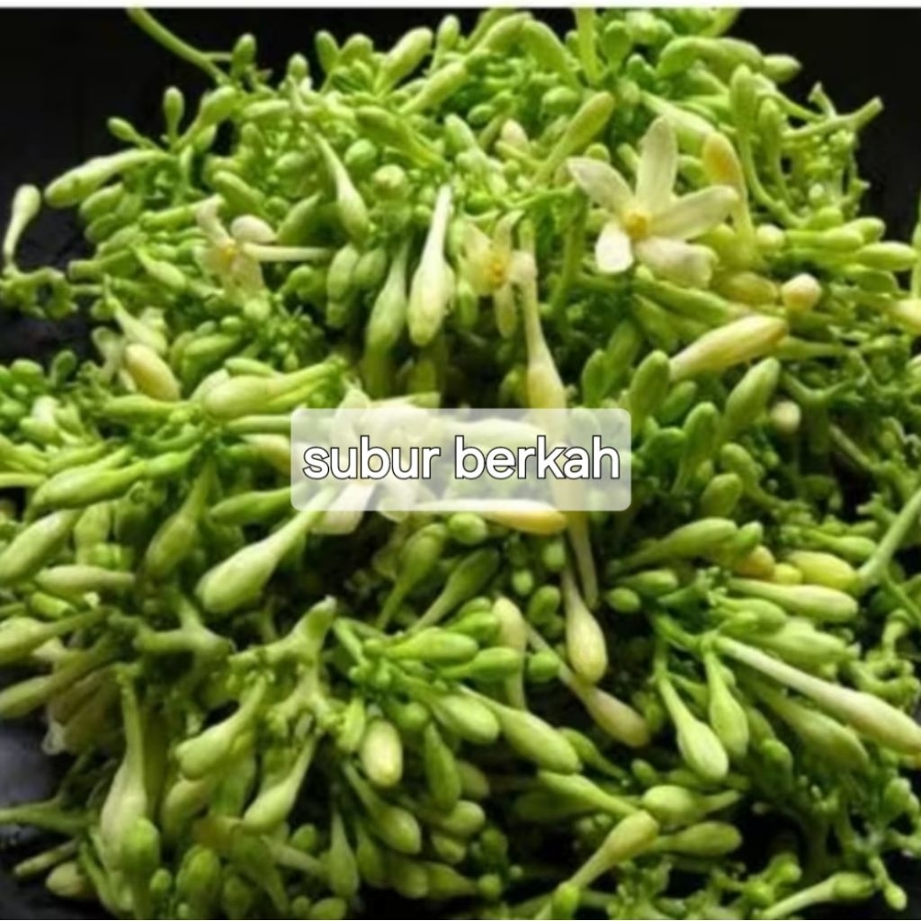 

Bungga pepaya segar petik langsung ketika orderan masuk 250 gram