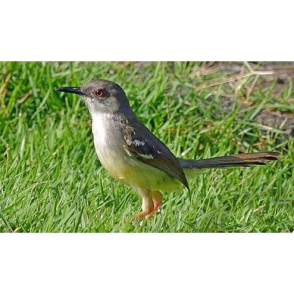 Burung Ciblek Semi ( CISEM ) Pilihan Jantan Terbaik