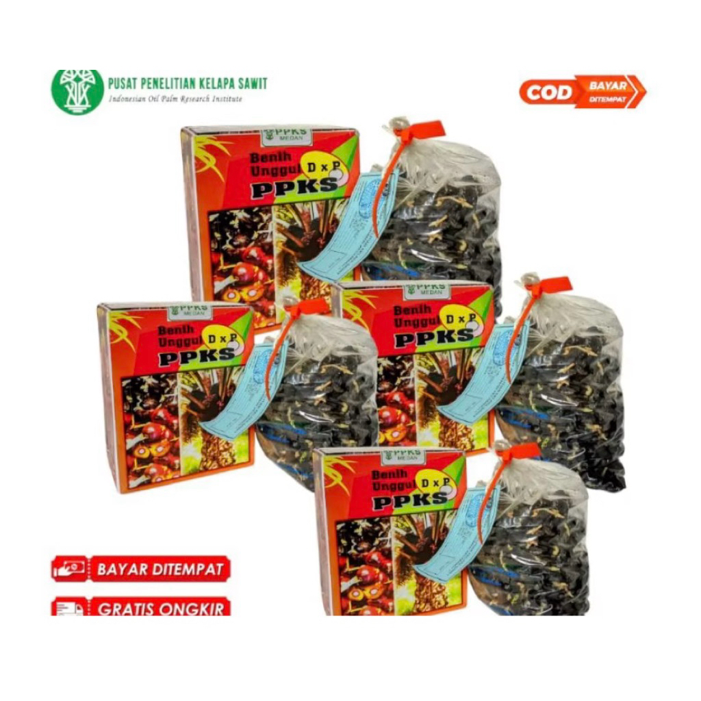 kecambah sawit ppks