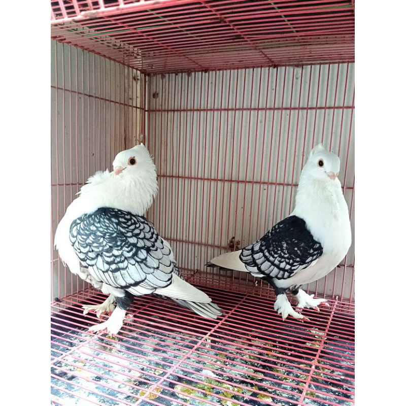 Burung Merpati Hias Santinet Sepasang