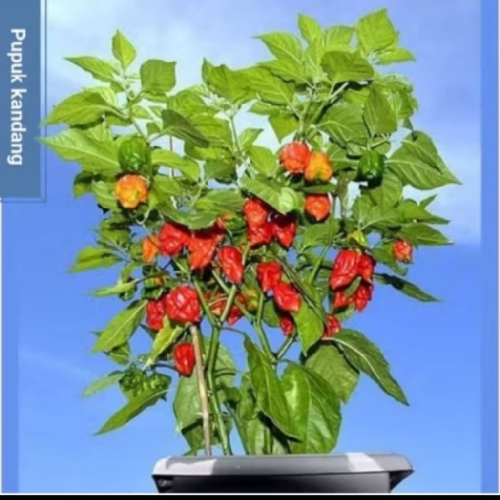 Pohon Cabe Carolina Reaper Sudah Dewasa - Tanaman Cabai Carolina Reaper