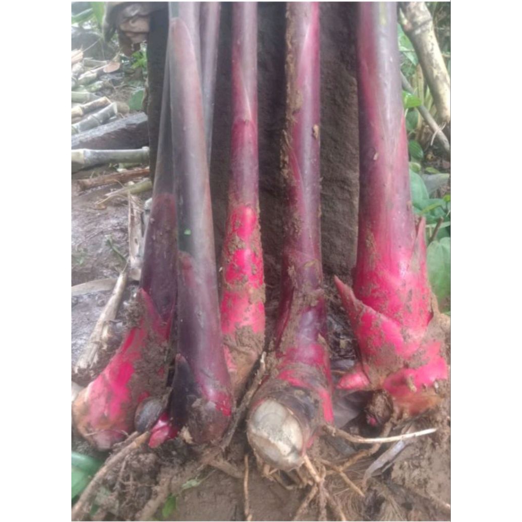 

binih kecomrang merah per 1