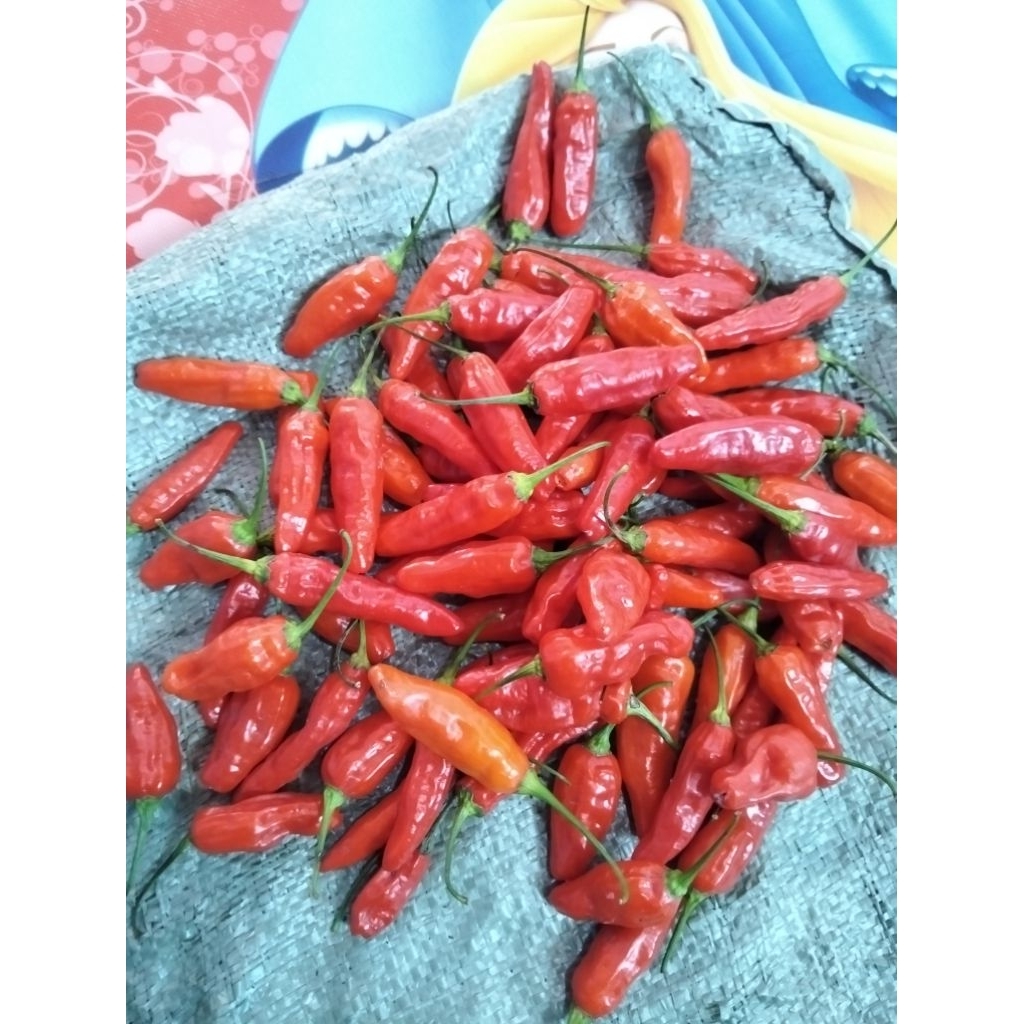 

Cabai rawit merah super cabai super lada dan segar sayuran cabai merah