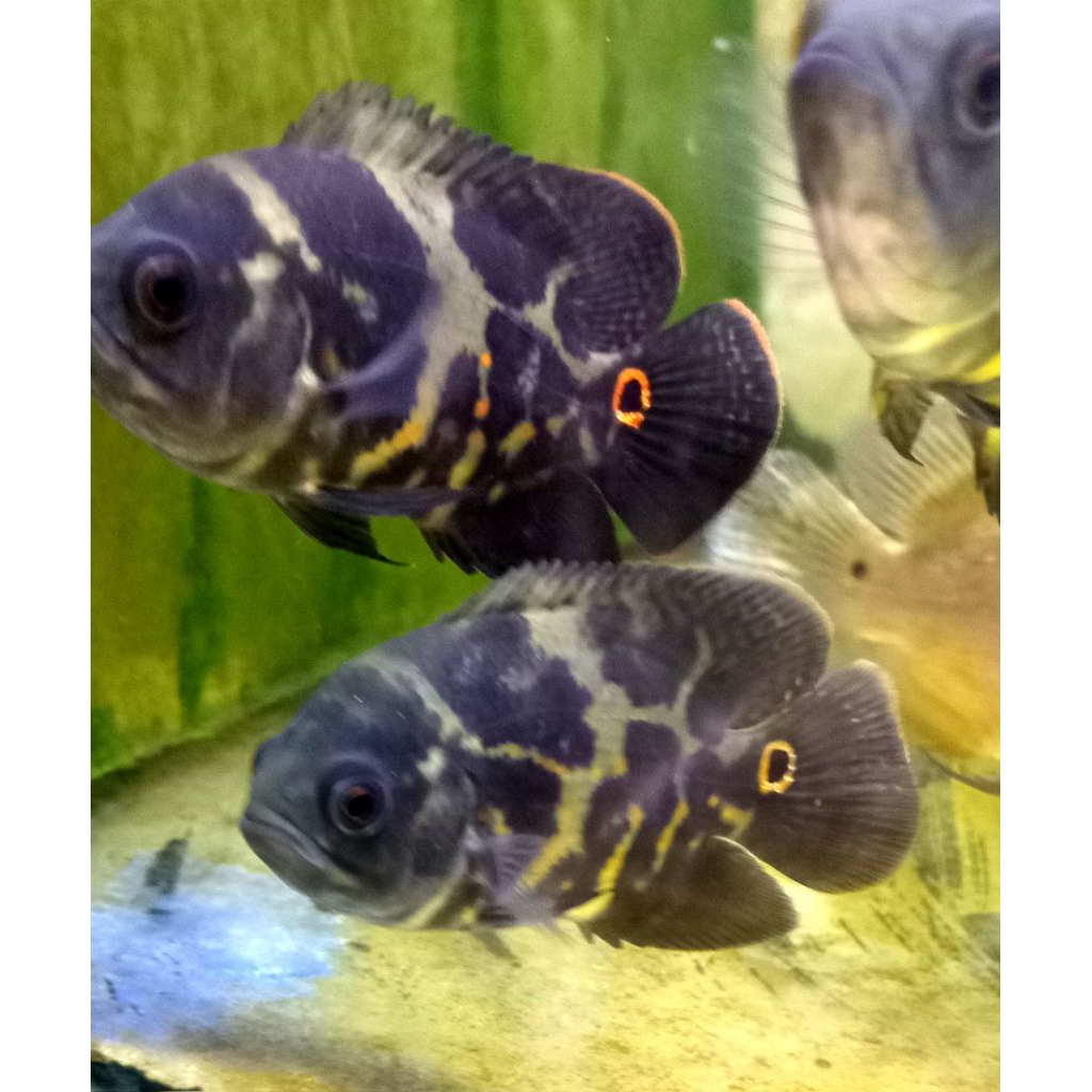 

HARGA DISKON hiasan oscar tiger size 8-10 cm