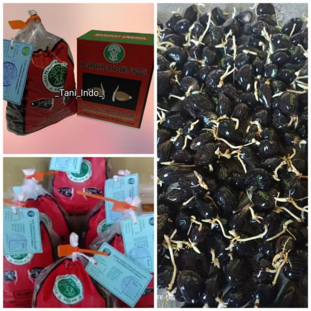 kecambah sawit unggul bersertifikat dumpy