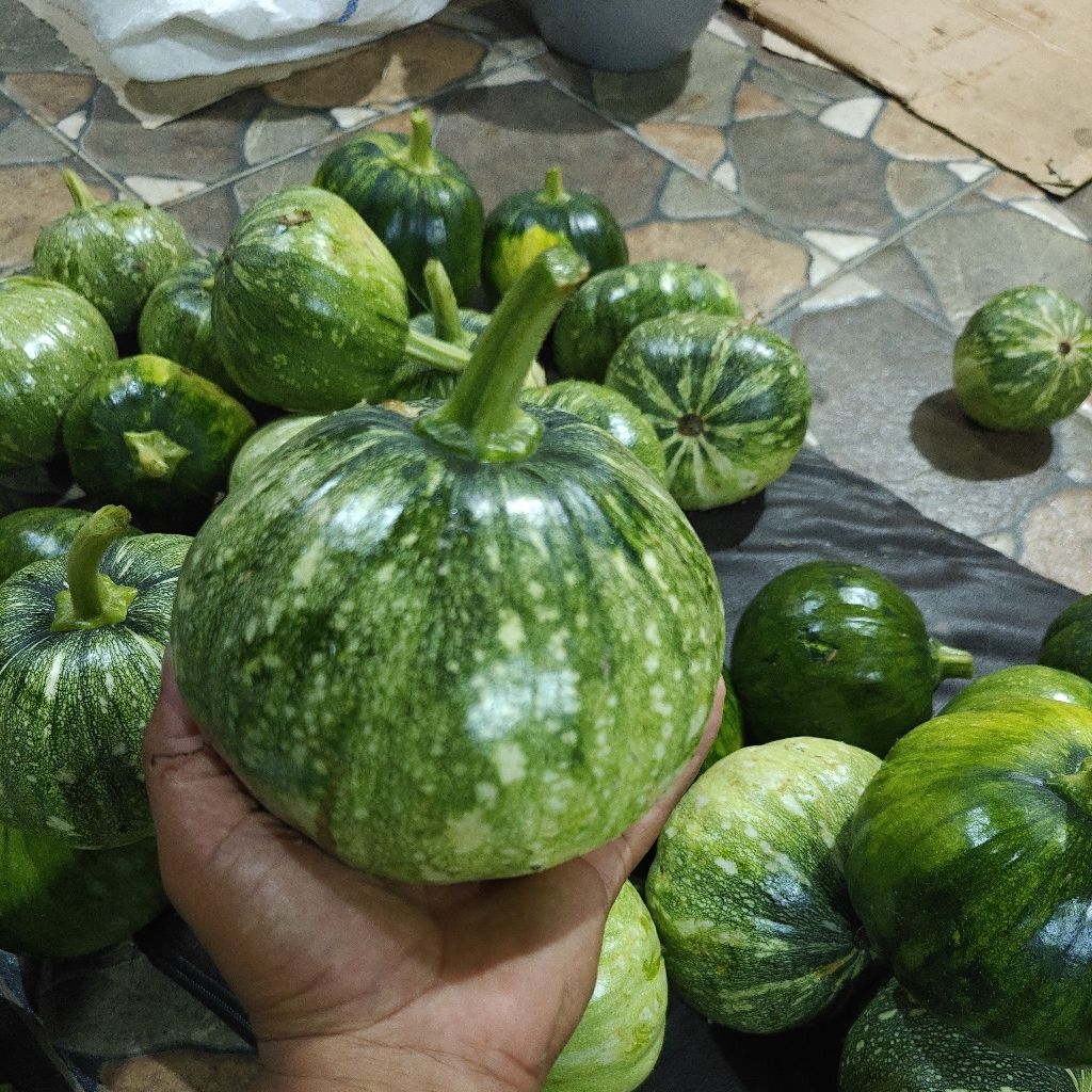 

Labu Muda Untuk di Sayur 1kg Hasil Petani Cianjur Selatan