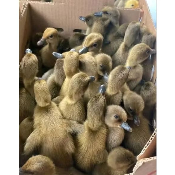 dod anakan bebek coklat mojosari