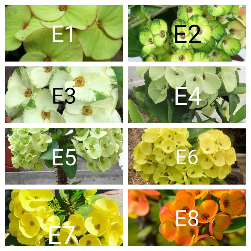 Tanaman hias euphorbia paket 32 macam jenis bunga