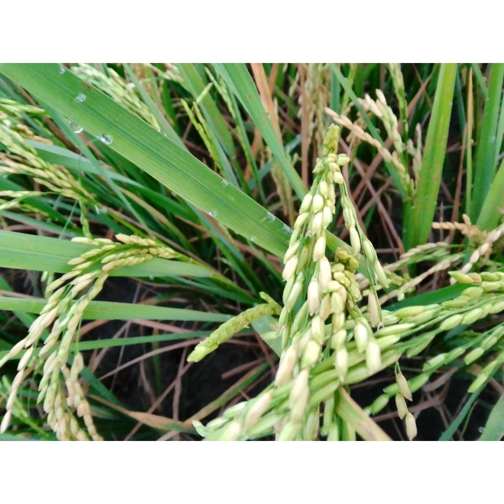Benih Padi  Super Ciherang Organik 1 kg