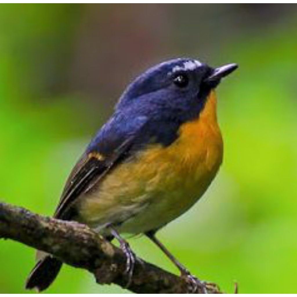 Burung Tledekan Gunung Mini Pilihn Jantan