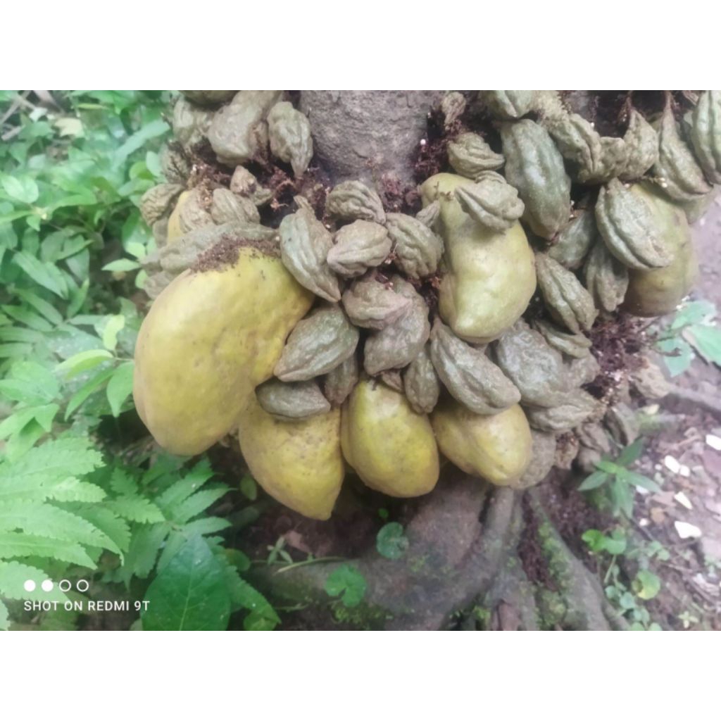 

buah namnam atau buah pokih segar langsung petik (1 buah)