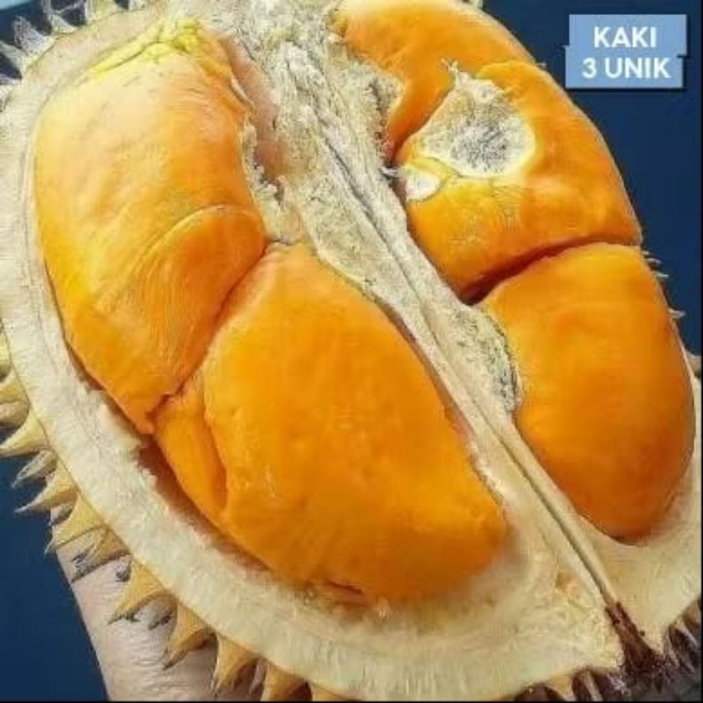 Bibit Durian Duri Hitam Kaki 3 Murah | Durian Oche Kaki 3