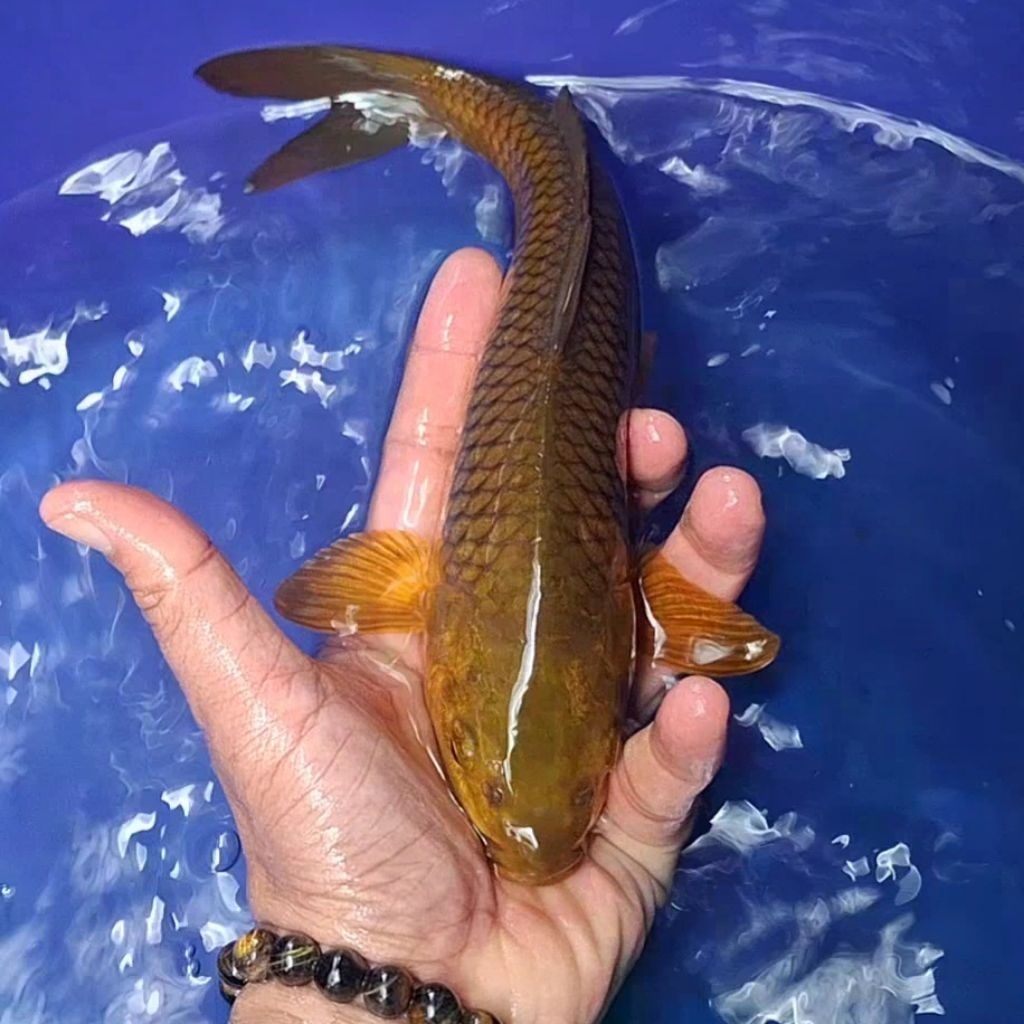 Ikan Koi Blitar Jenis Chagoi / Rumah Koi Jakarta / kode 0015