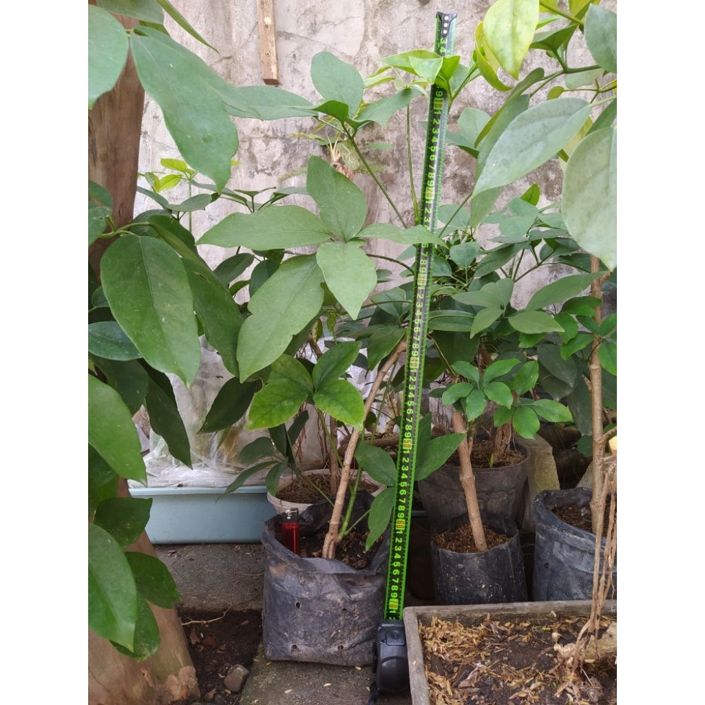 Tanaman Tlogosari atau Pohon Demit Bahan Bonsai Unik