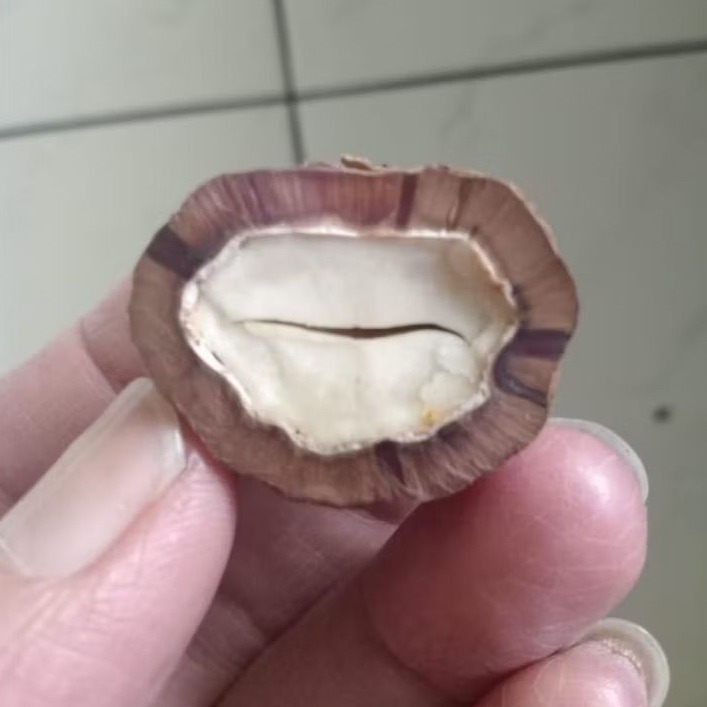 Kemiri Adu Muncang Adu Obral Jayanti 4G Ori SemiUrgen