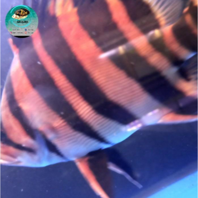 datz sumatra 4 bar crossbelly - 27cm