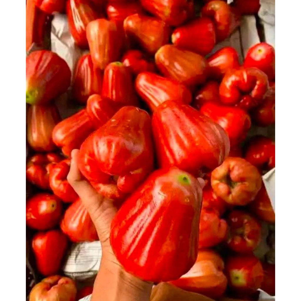 

Jambi citra netto1000gr