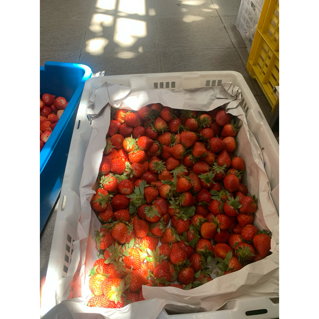 

buah strowbery 1 box