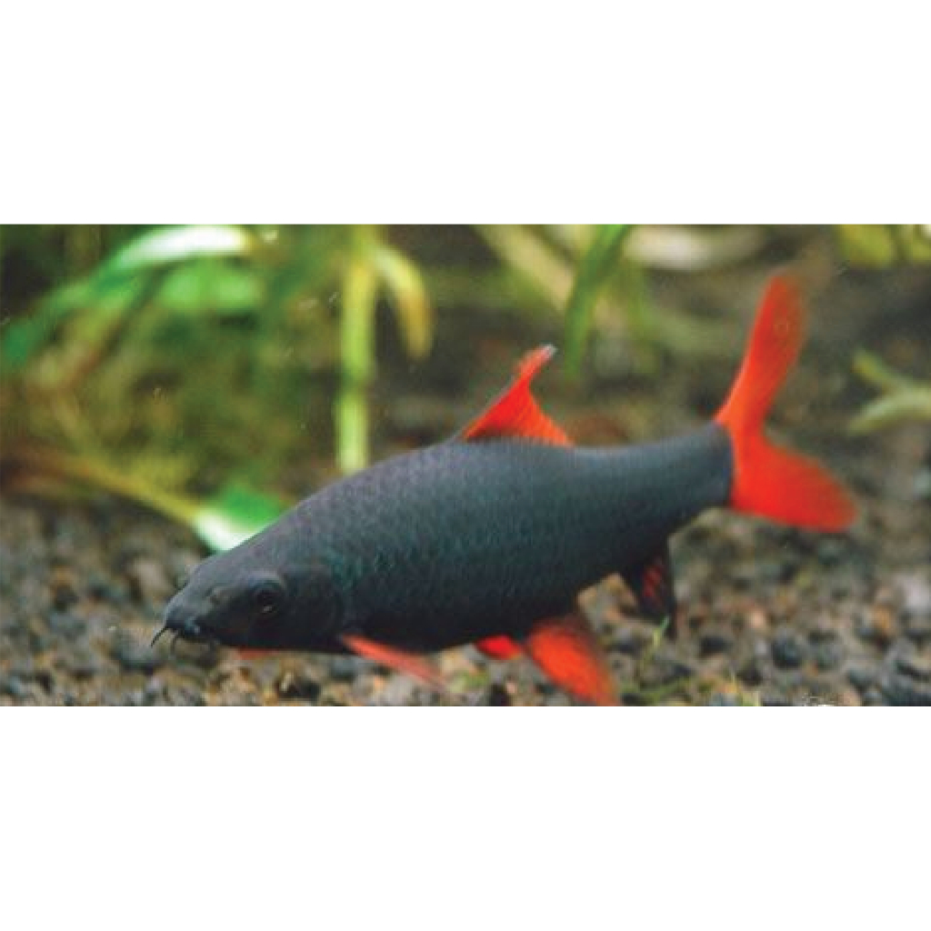 Ikan Hias Air Tawar Redfin Shark Hitam
