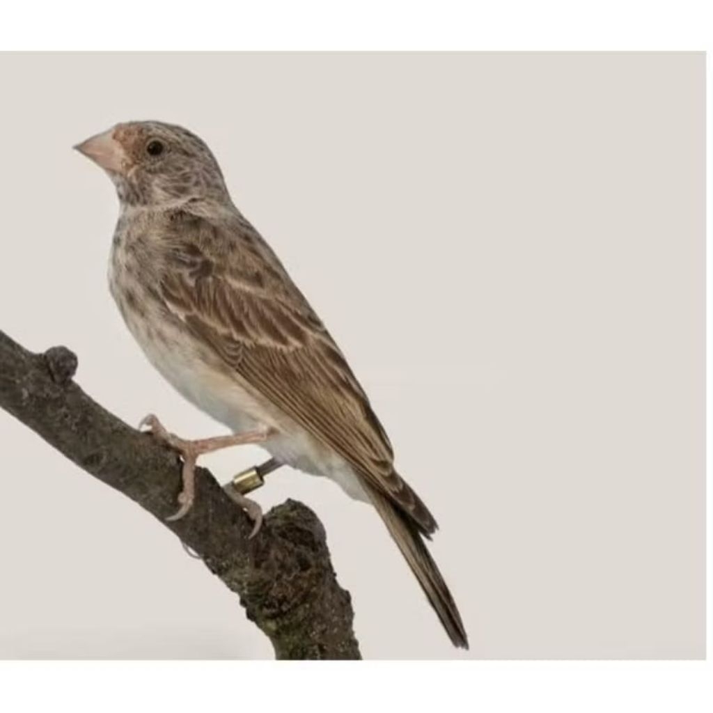 BURUNG SANGER JANTAN RAWATAN MULUS