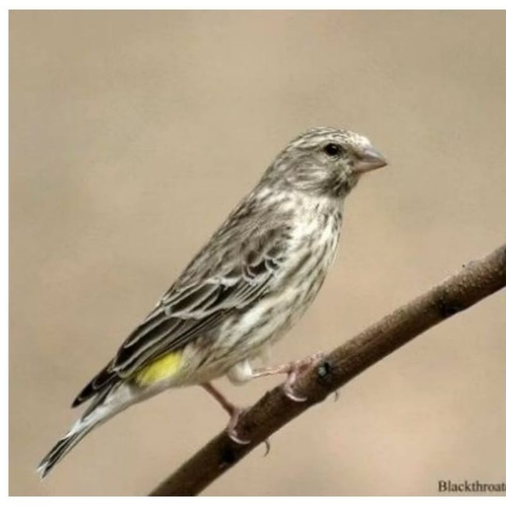 blackthroat Jantan pilihan bagus istimewa