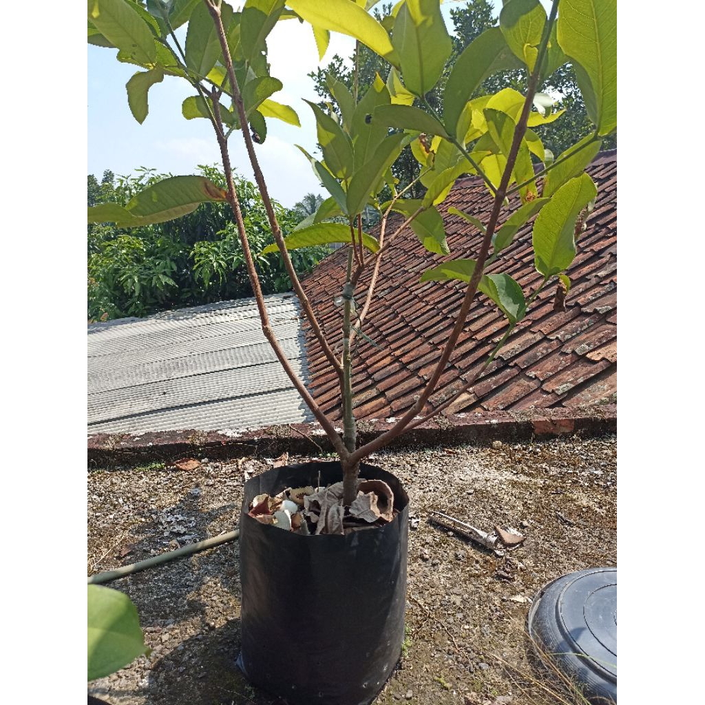 

jambu air kombinasi 3in1