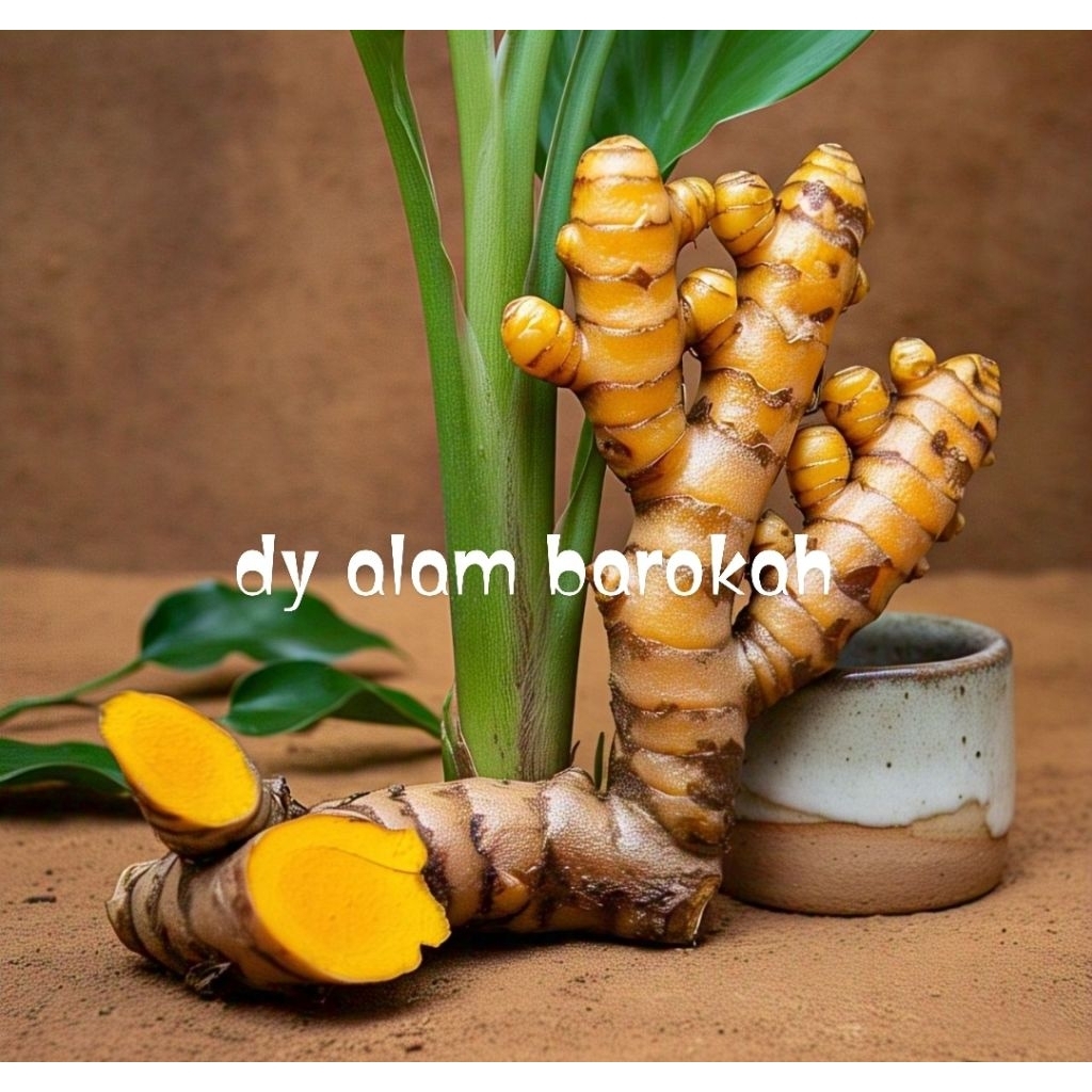 

kunyit sayur 500gr Murah