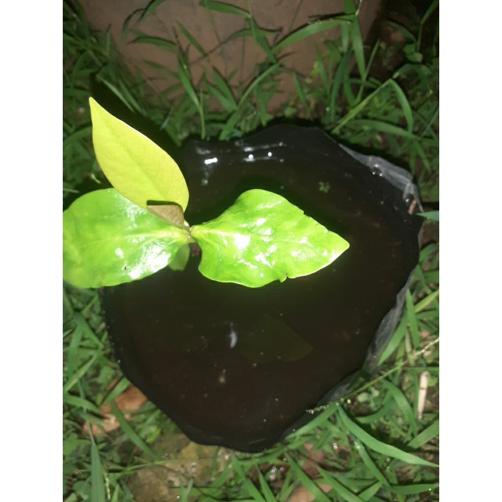 Biji/Bibit Black Sapote Jumbo