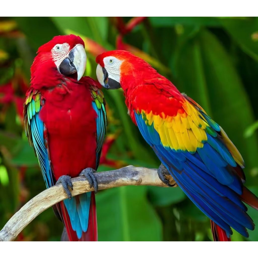 

promo 2 telur macaw Scarlet dijamin fertil siap tetas