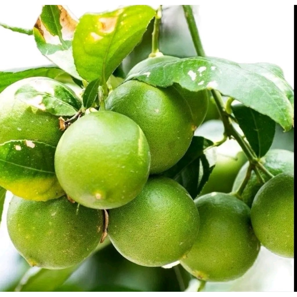 

1kg JERUK NIPIS HIJAU FRESH LANSUNG PETIK DARI POHON BANYAK AIRNYA/ NO TIPU