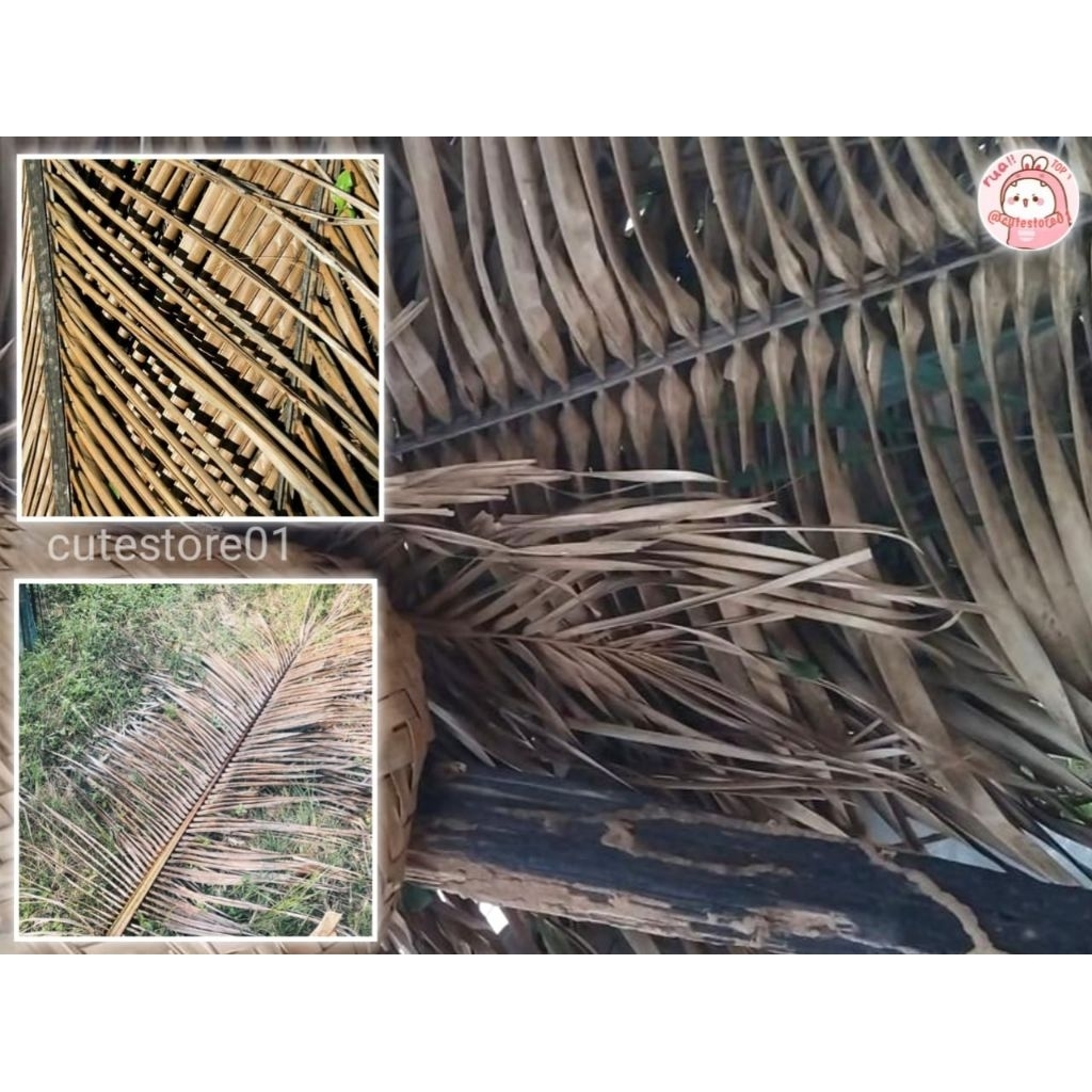 Daun Pohon Kelapa Kering 15 Lembar