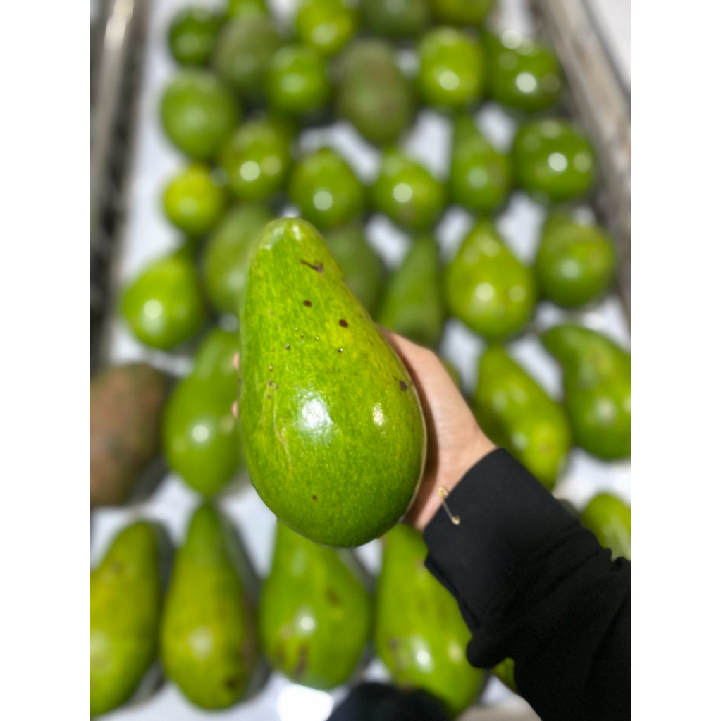 

Alpukat mentega Aligator Colombus