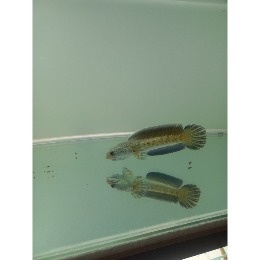 CHANNA BABY AURANTI CB CHINA