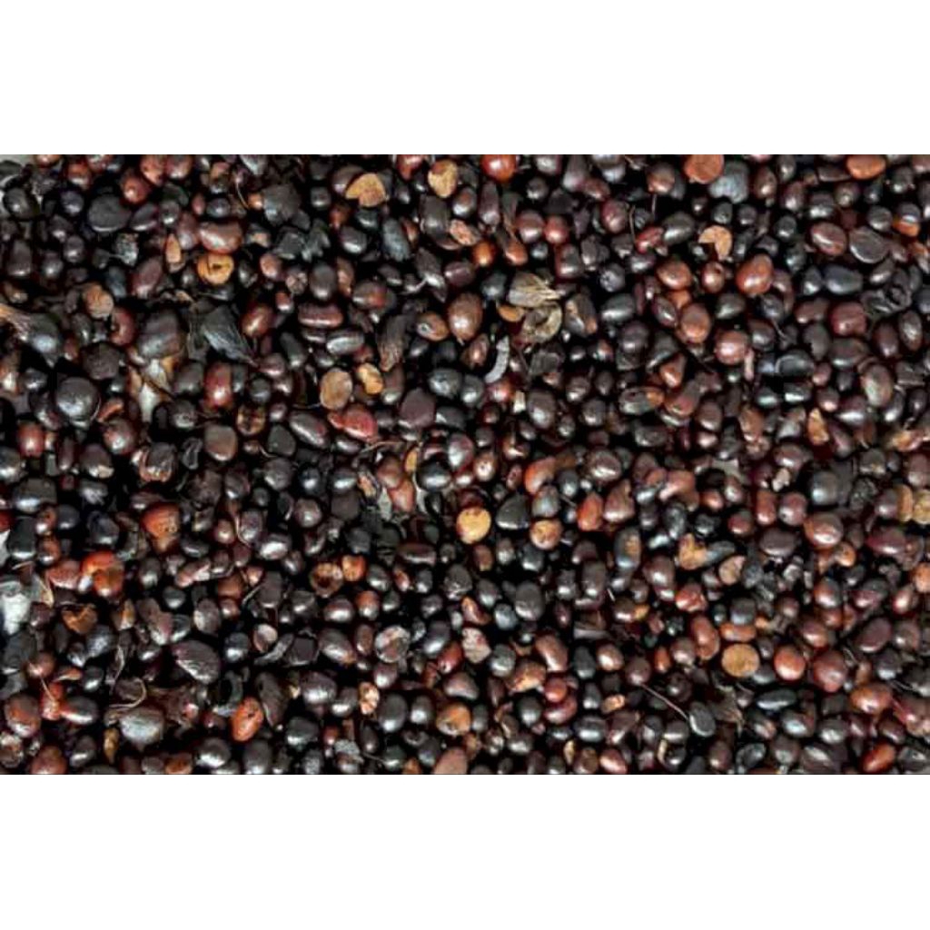 POLONG SAWIT UNGGUL, BELUM BERKECAMBAH