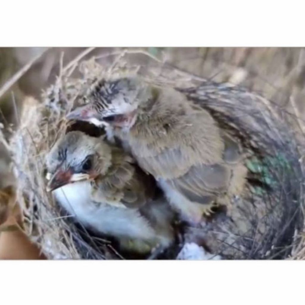 Burung Anakan Lolohan Trucukan Istimewa