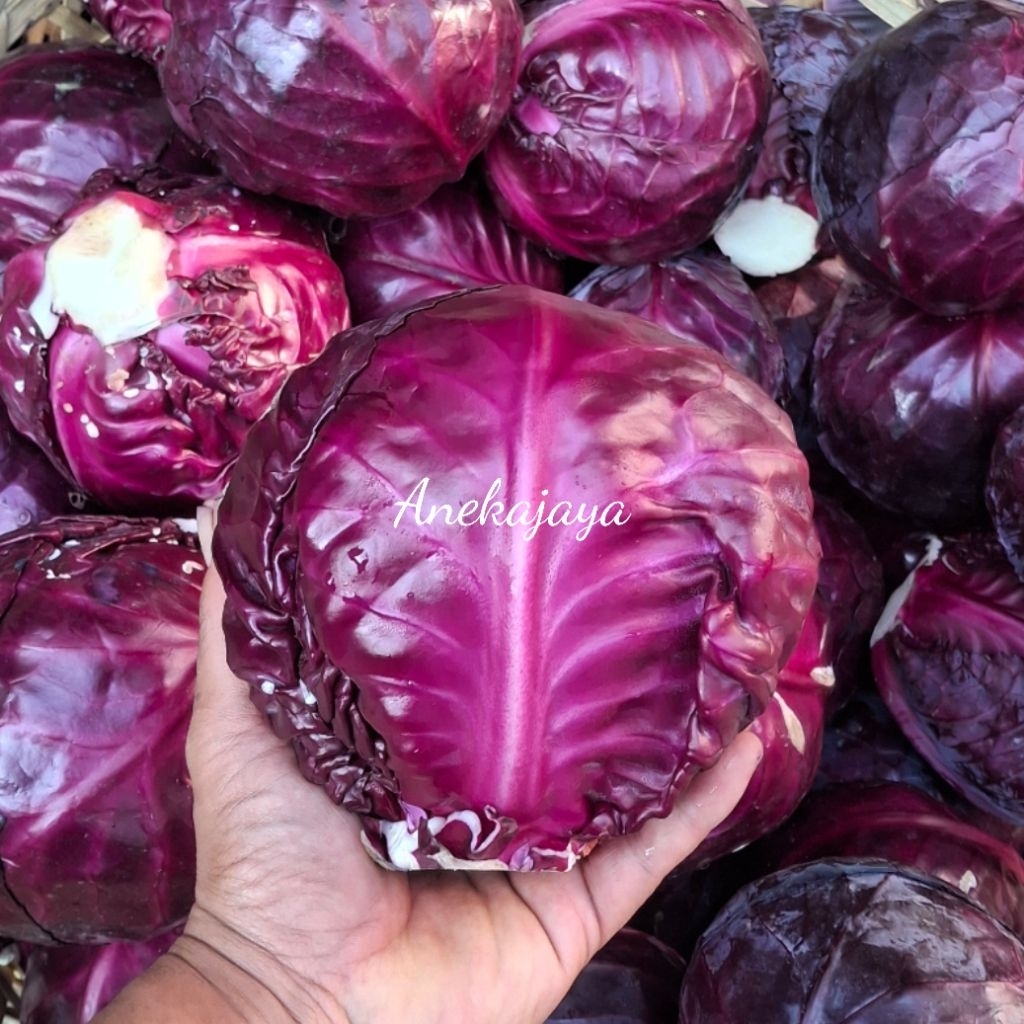 

Kol Ungu /Kol Merah / Kobis ungu segar 1Kg