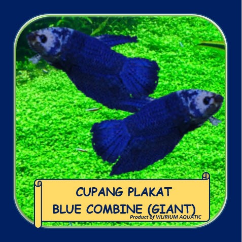IKAN HIAS AIR TAWAR - IKAN CUPANG PLAKAT BLUE KOMBINASI (CUPANG GIANT) BO 5cm++