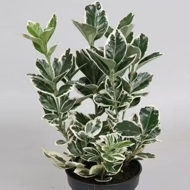 Tanaman Euonymus Japonicus 'Albomarginatus' / Euonymus Jepang Varigata / Spindle Japan Varigated Pla