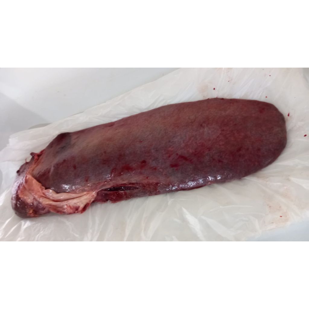 

Limpa Sapi 500gr Fresh HALAL