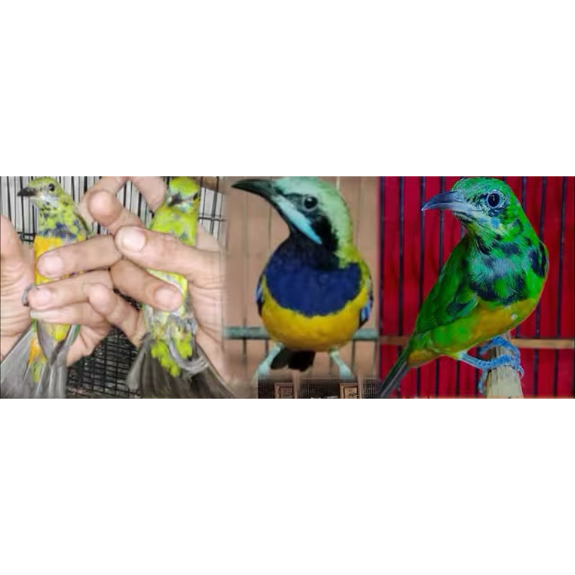 cucak cungkok jantan kepala abu gacor harian