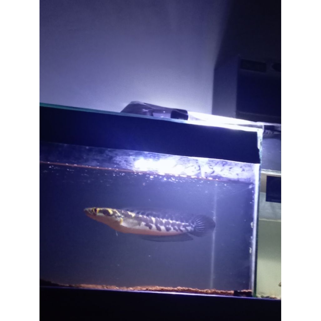 maru ys batik sortiran keras